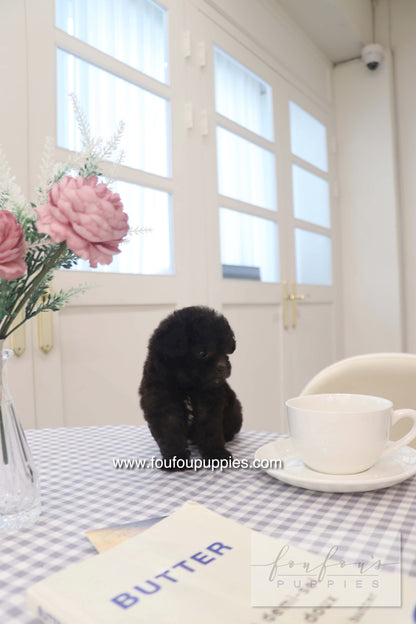 Dahlia - Poodle F.