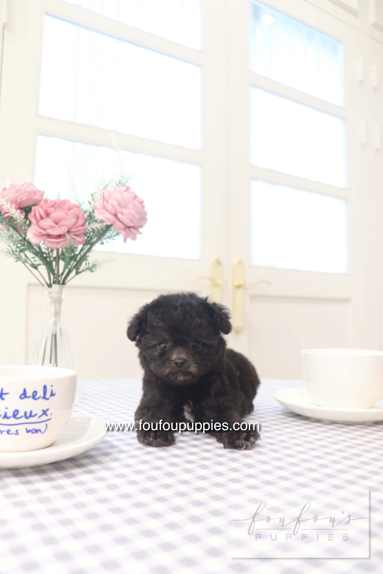 Dahlia - Poodle F.