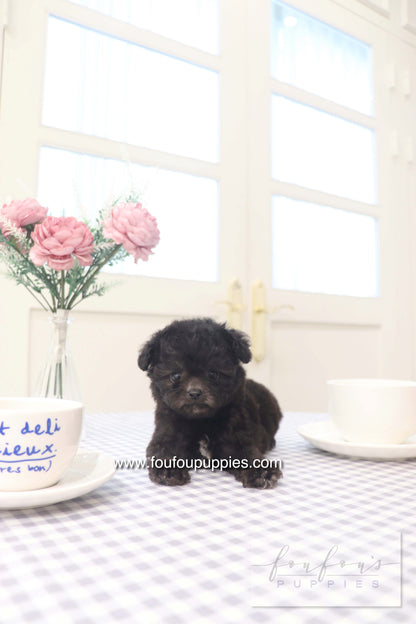 Dahlia - Poodle F.