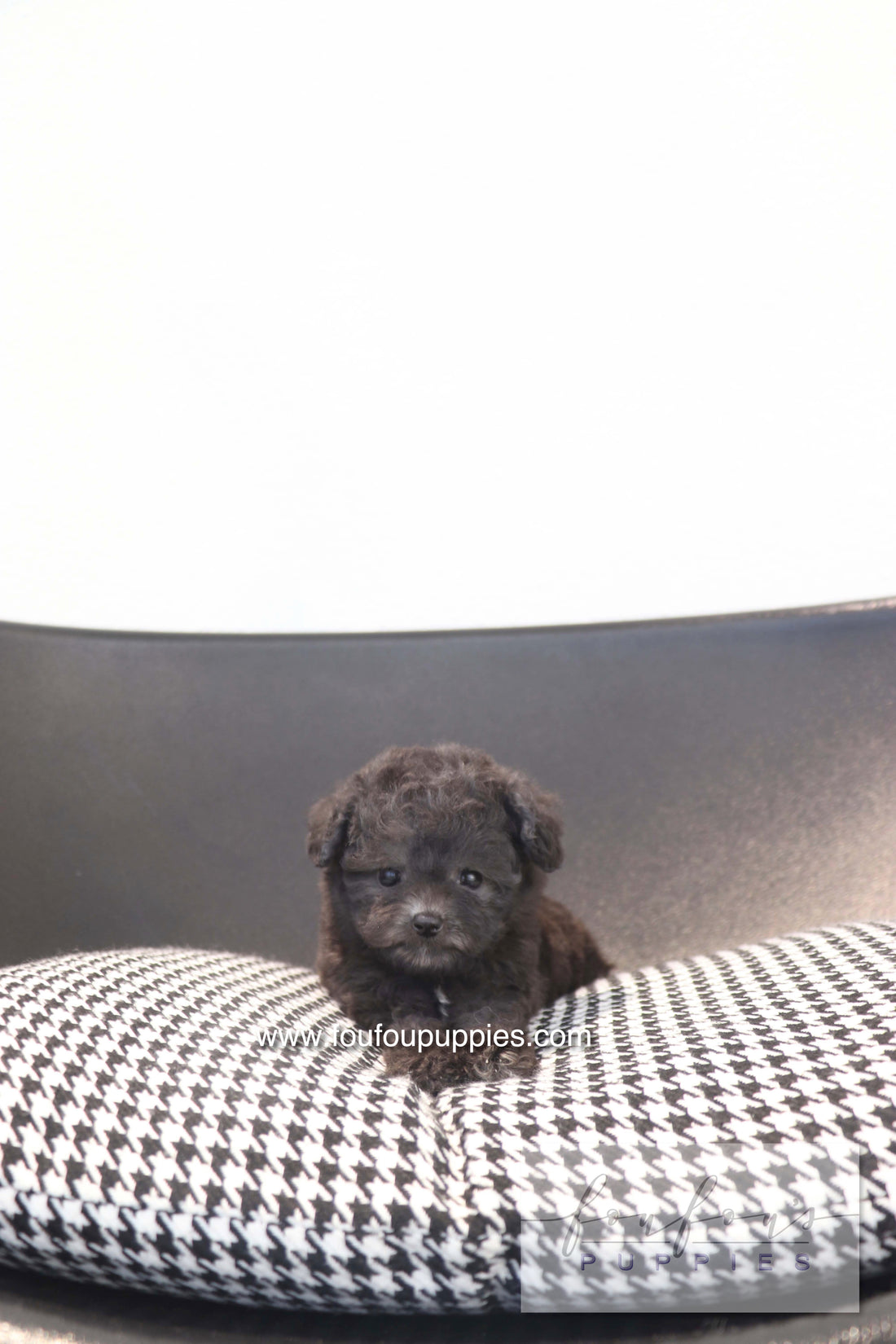 Dahlia - Poodle F.