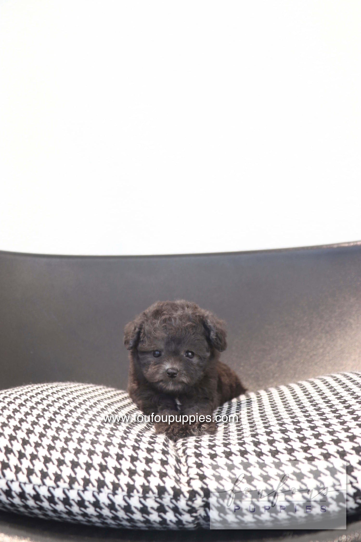 Dahlia - Poodle F.