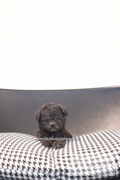 Dahlia - Poodle F.