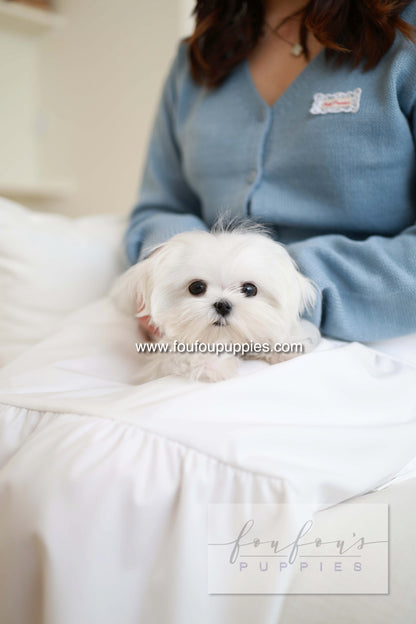 Ken - Maltese M.
