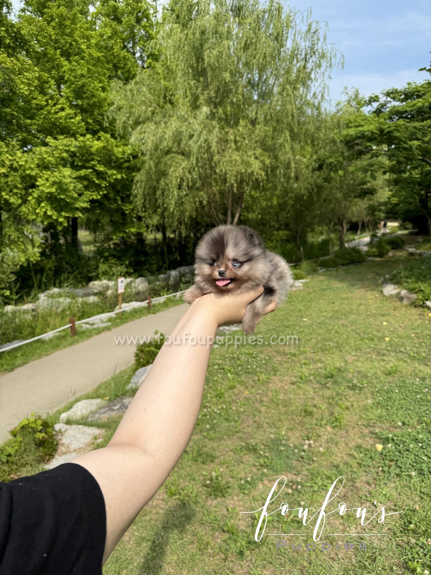 Cosmo - Pomeranian M.