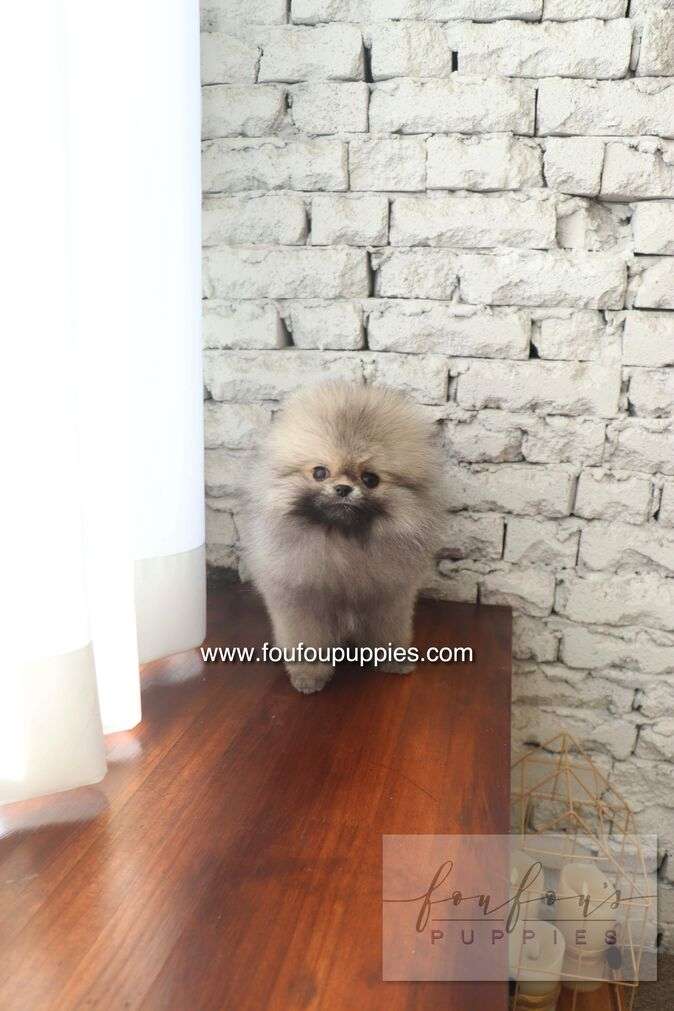 Cake - Pomeranian M.