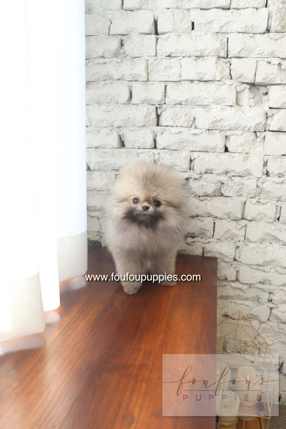 Cake - Pomeranian M.