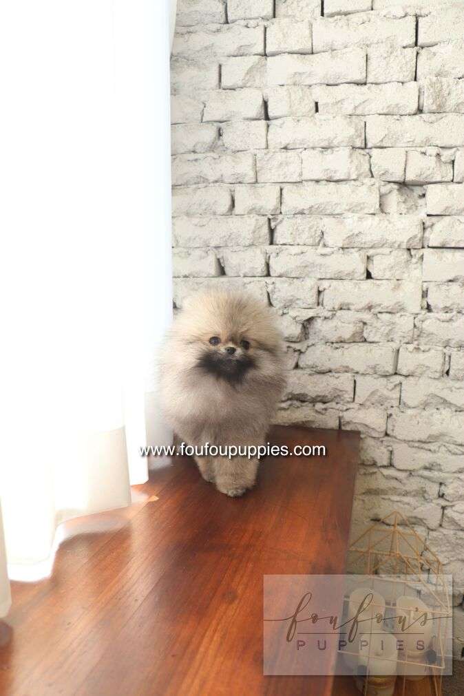 Cake - Pomeranian M.
