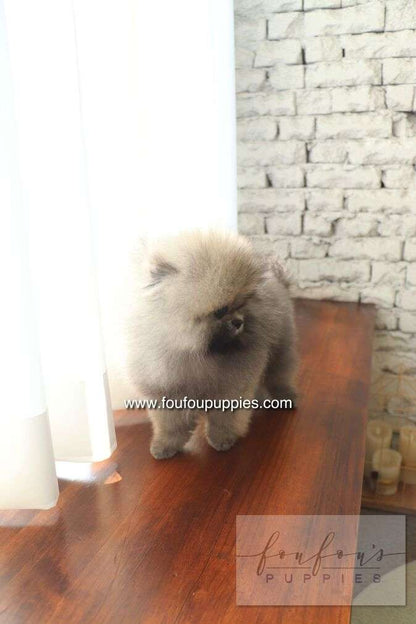 Cake - Pomeranian M.