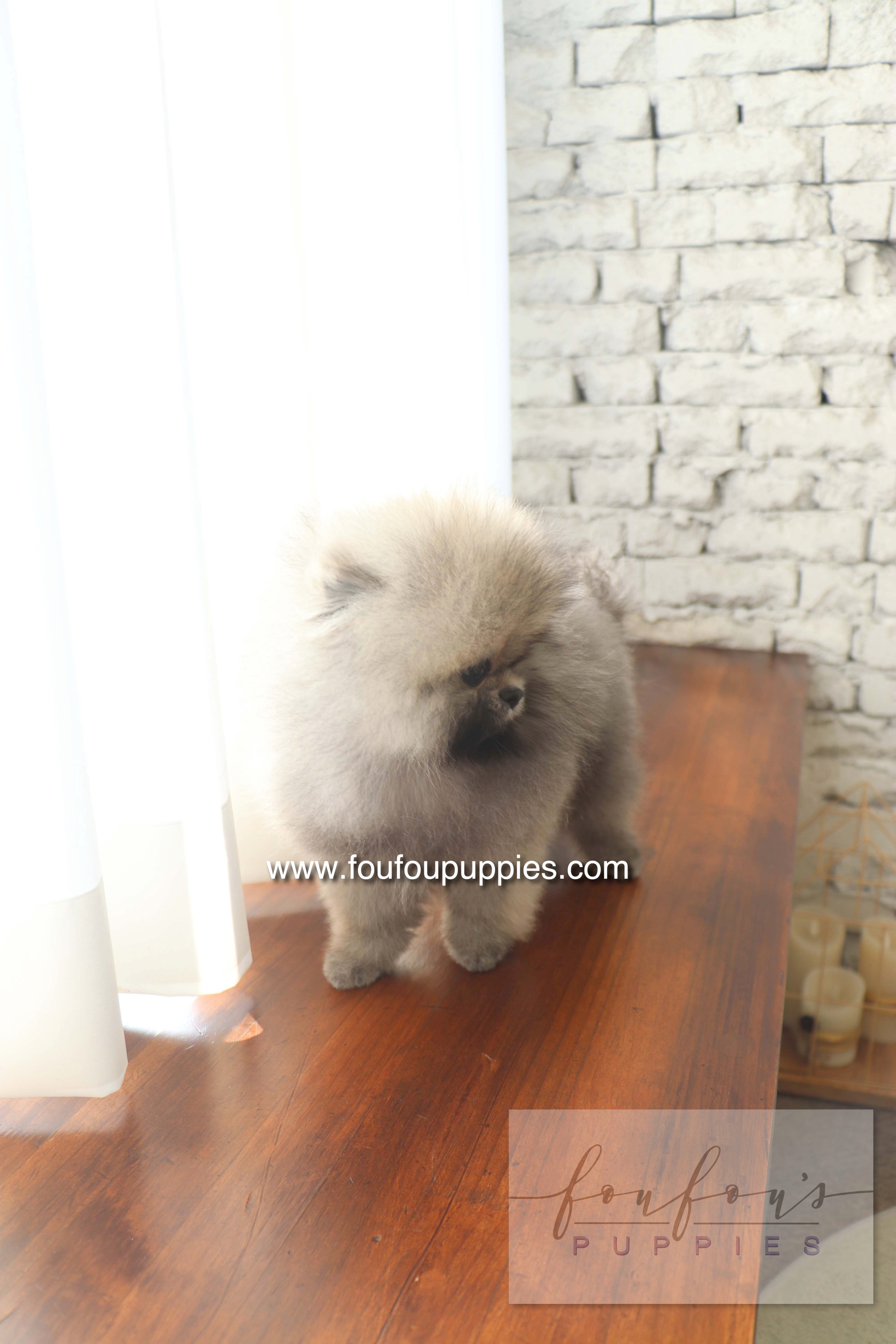 Cake - Pomeranian M.