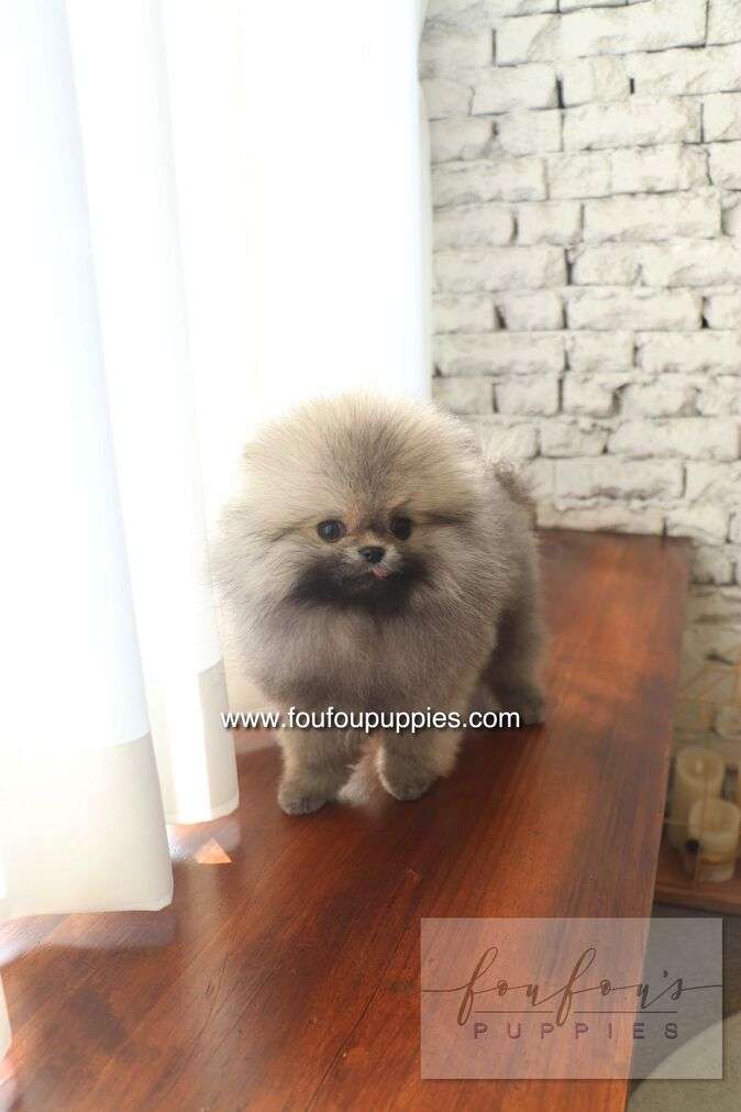 Small fluffy dog standing on a wooden floor with a stone wall background