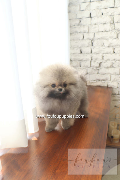 Cake - Pomeranian M.