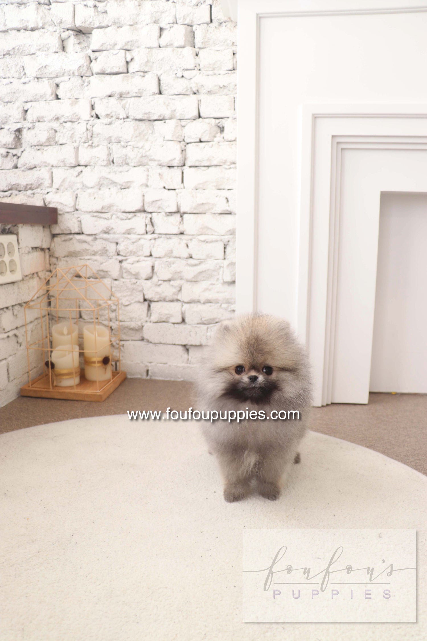 Cake - Pomeranian M.