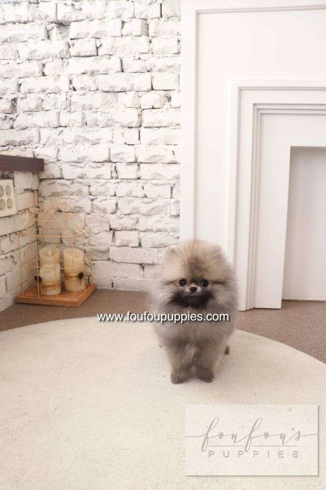 Cake - Pomeranian M.