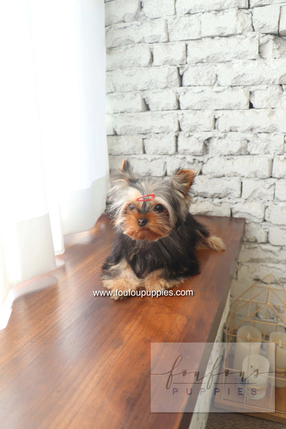 Claire - Yorkshire Terrier F.