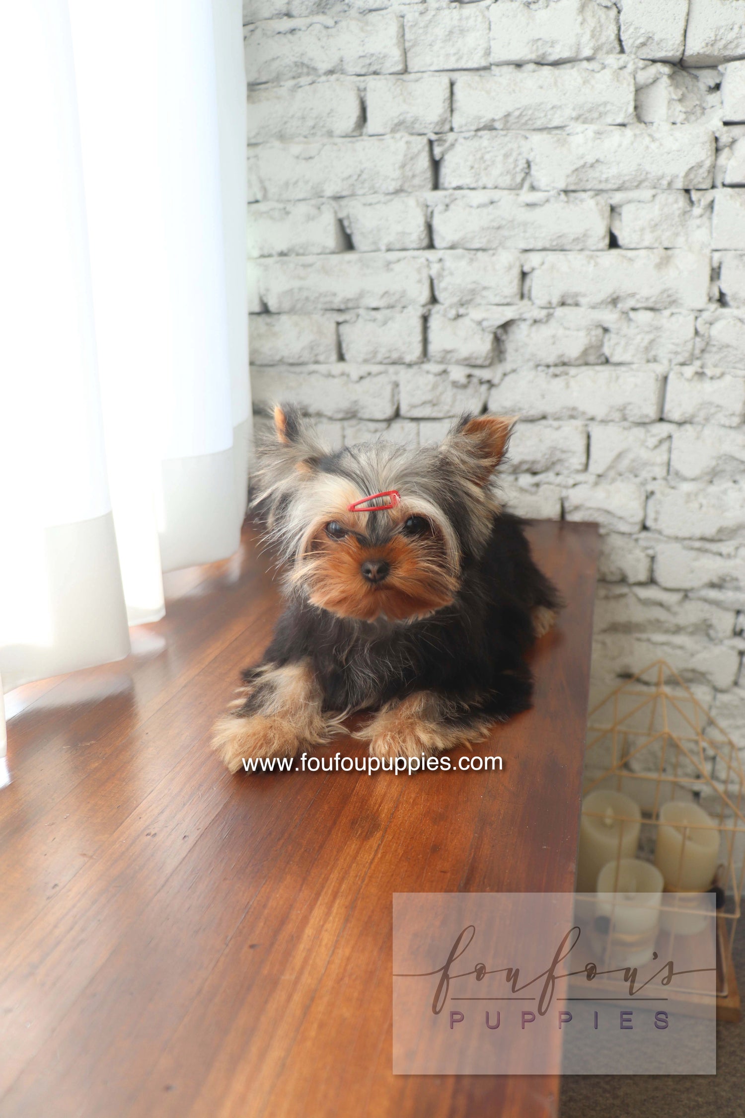 Claire - Yorkshire Terrier F.