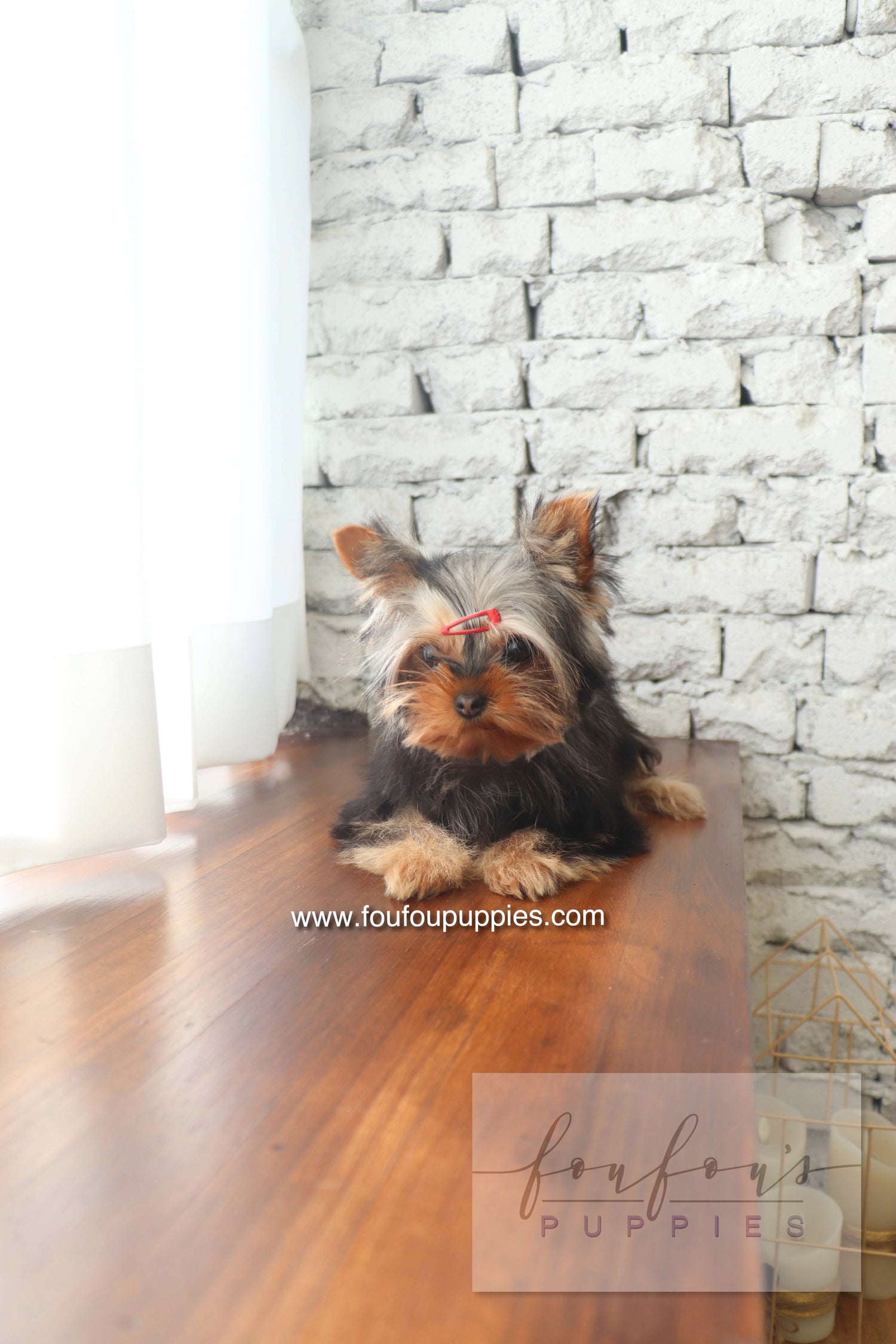 Claire - Yorkshire Terrier F.