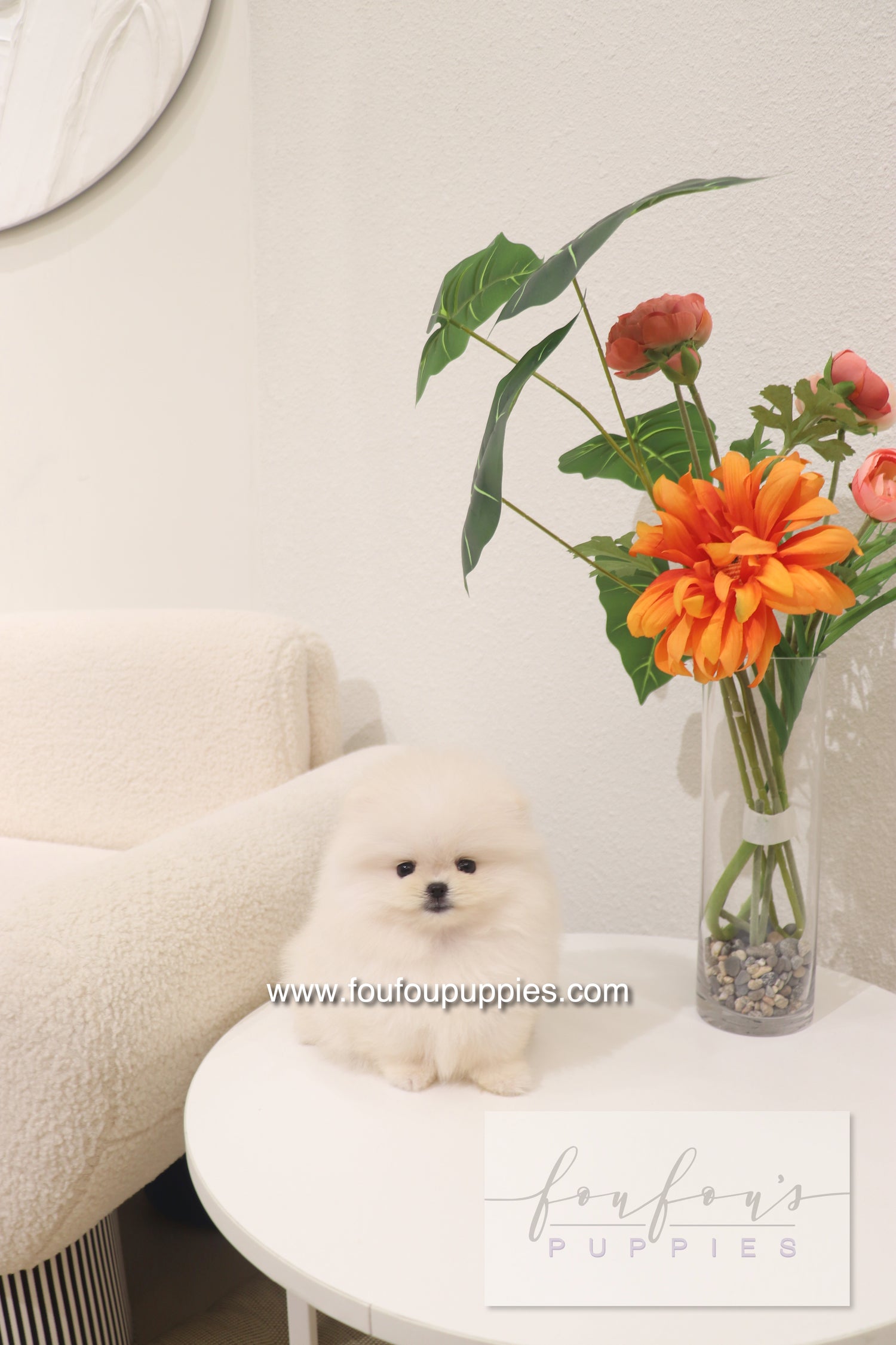 Cotton Candy- Pomeranian F.