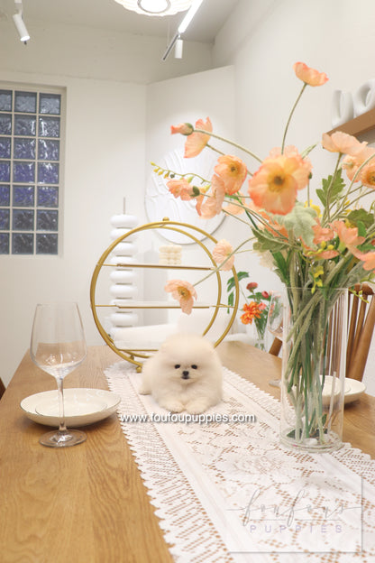 Cotton Candy- Pomeranian F.
