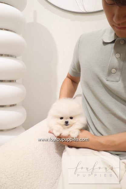 Cotton Candy- Pomeranian F.