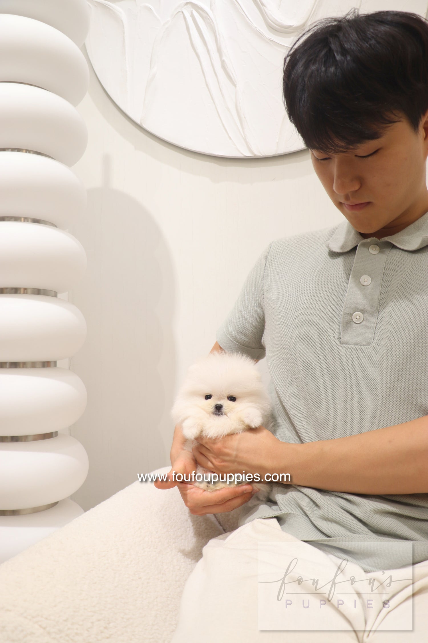 Cotton Candy- Pomeranian F.