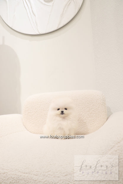 Cotton Candy- Pomeranian F.