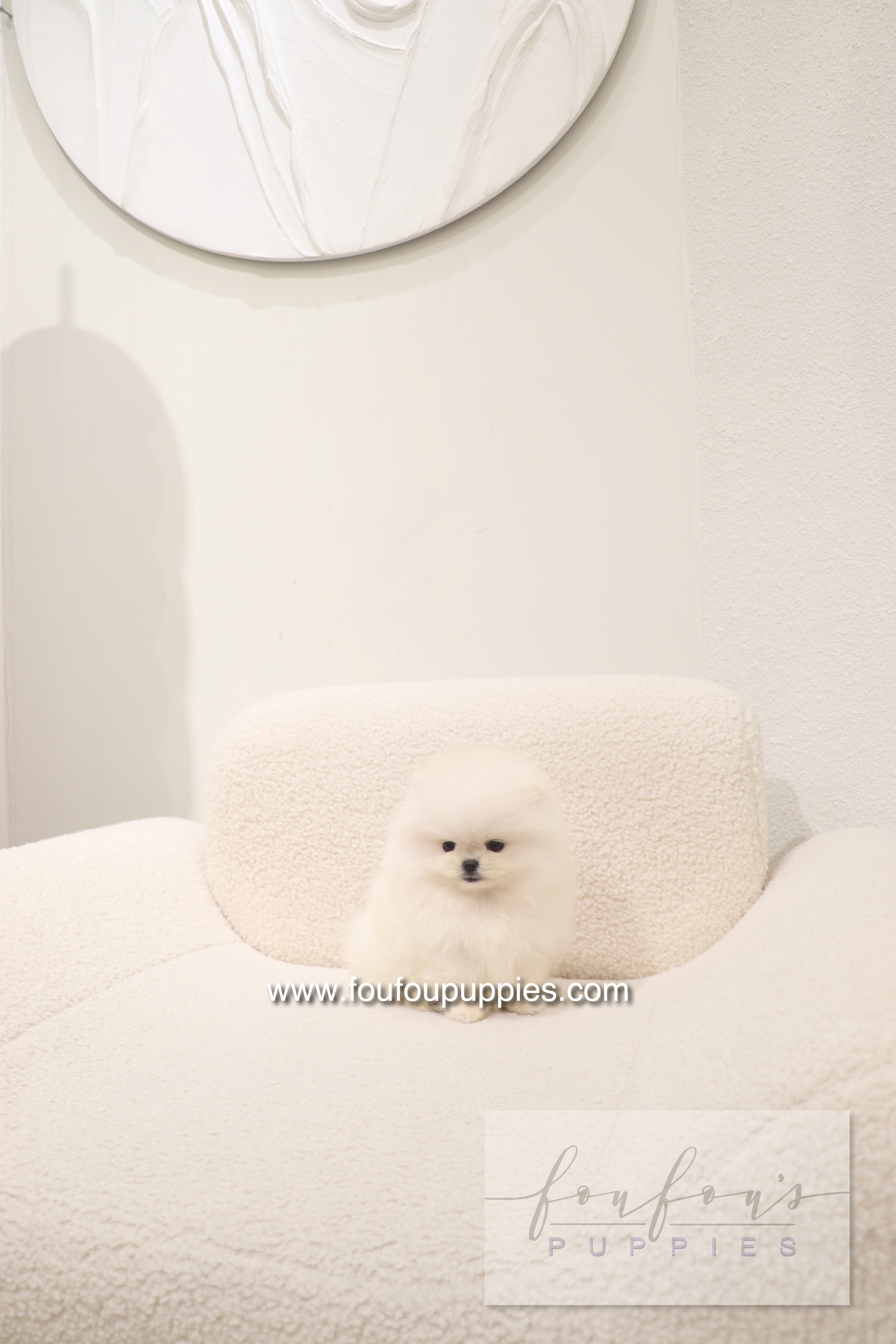 Cotton Candy- Pomeranian F.