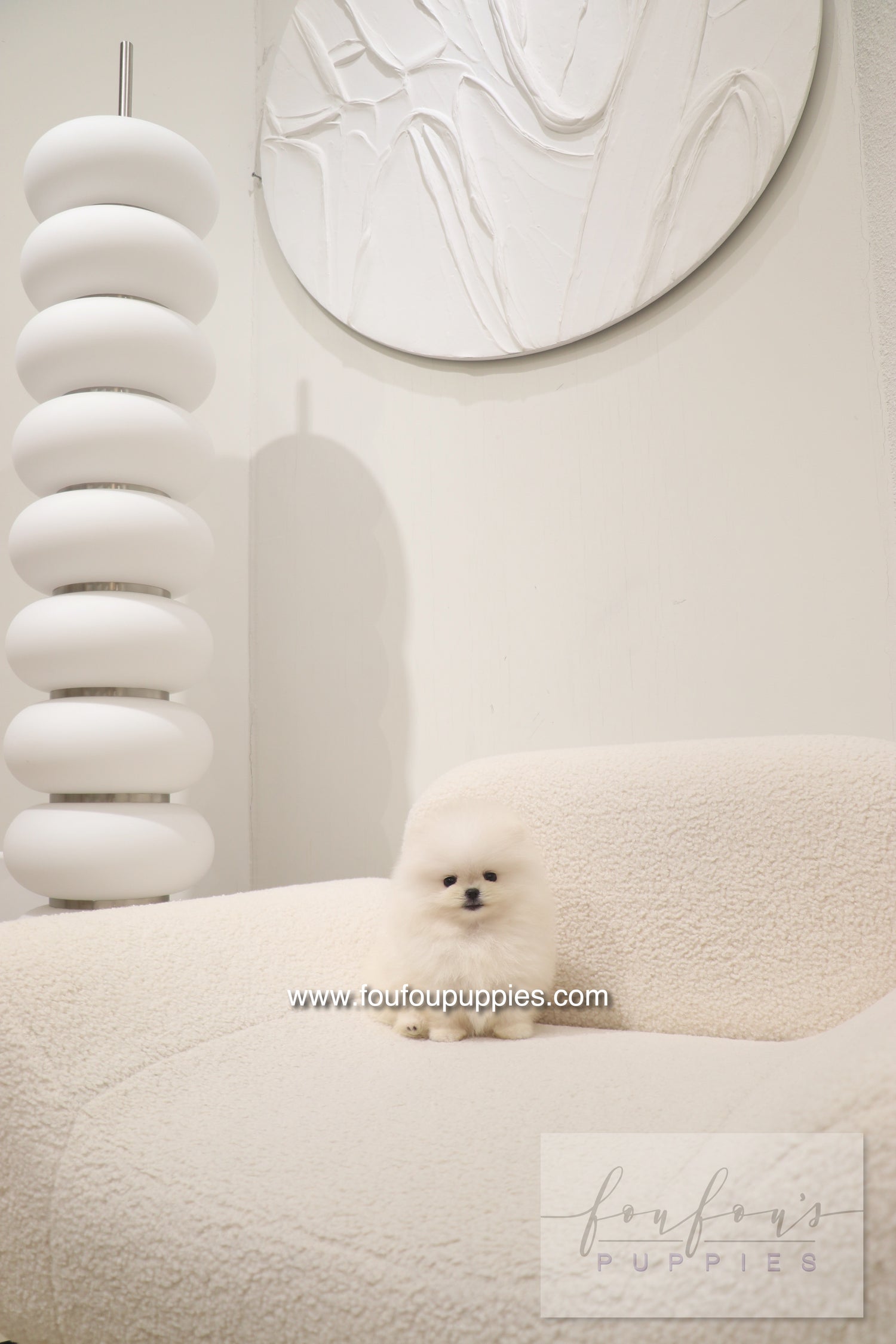 Cotton Candy- Pomeranian F.