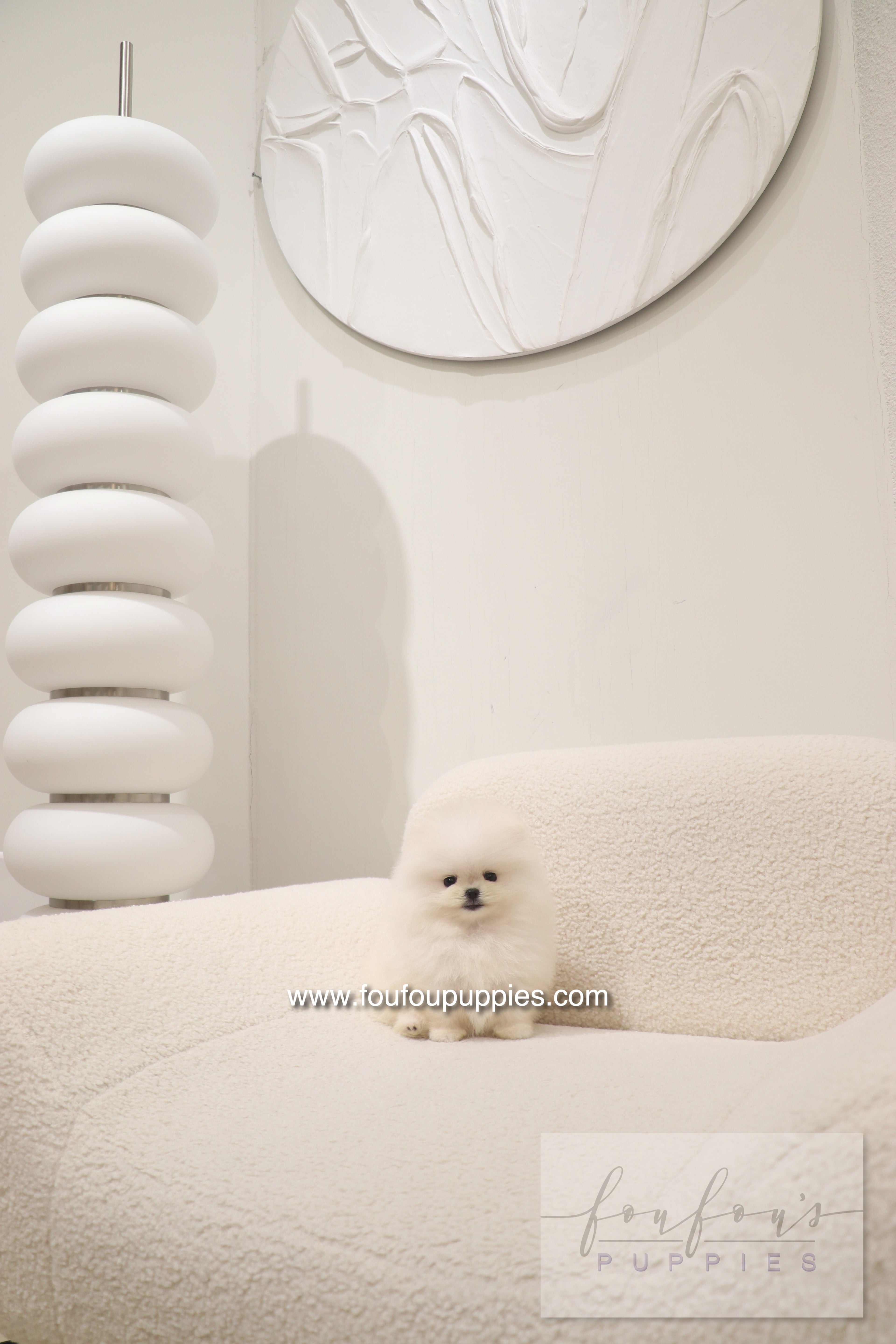 Cotton Candy- Pomeranian F.