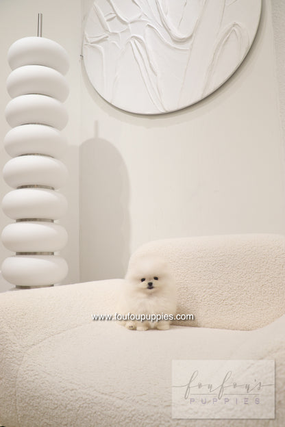 Cotton Candy- Pomeranian F.