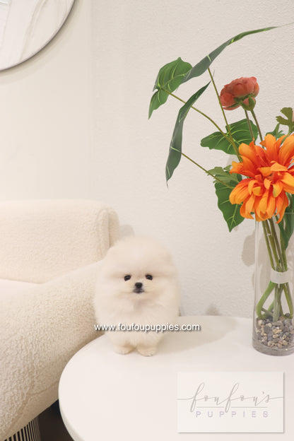 Cotton Candy- Pomeranian F.