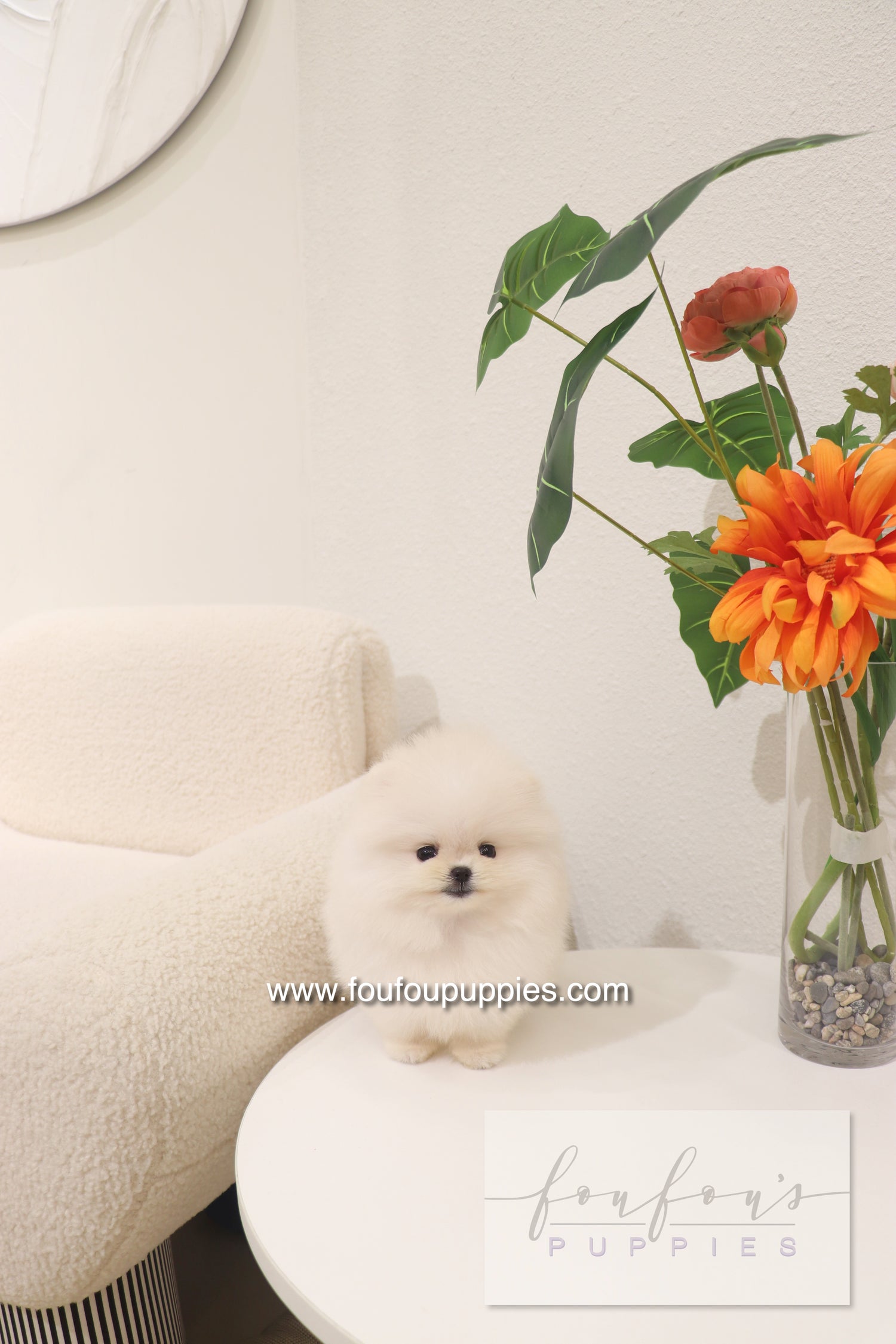 Cotton Candy- Pomeranian F.