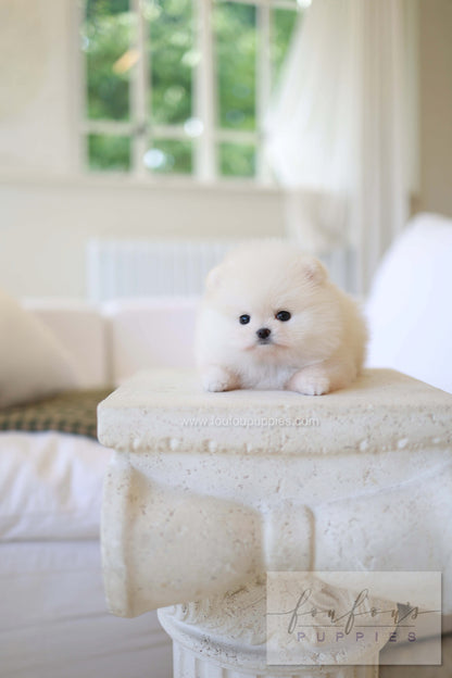 BeBe - Pomeranian F.
