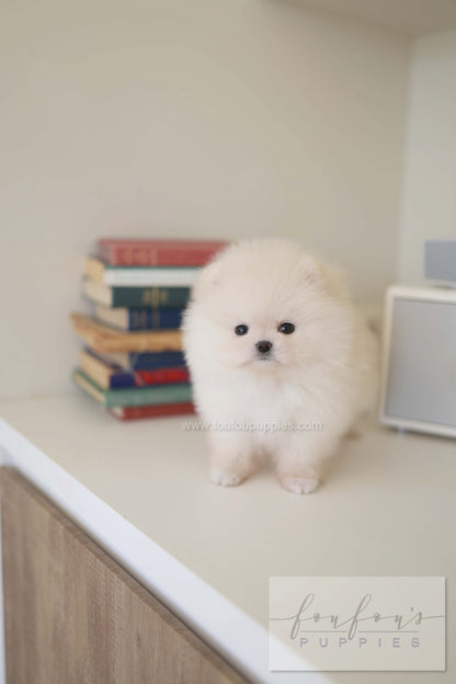 BeBe - Pomeranian F.