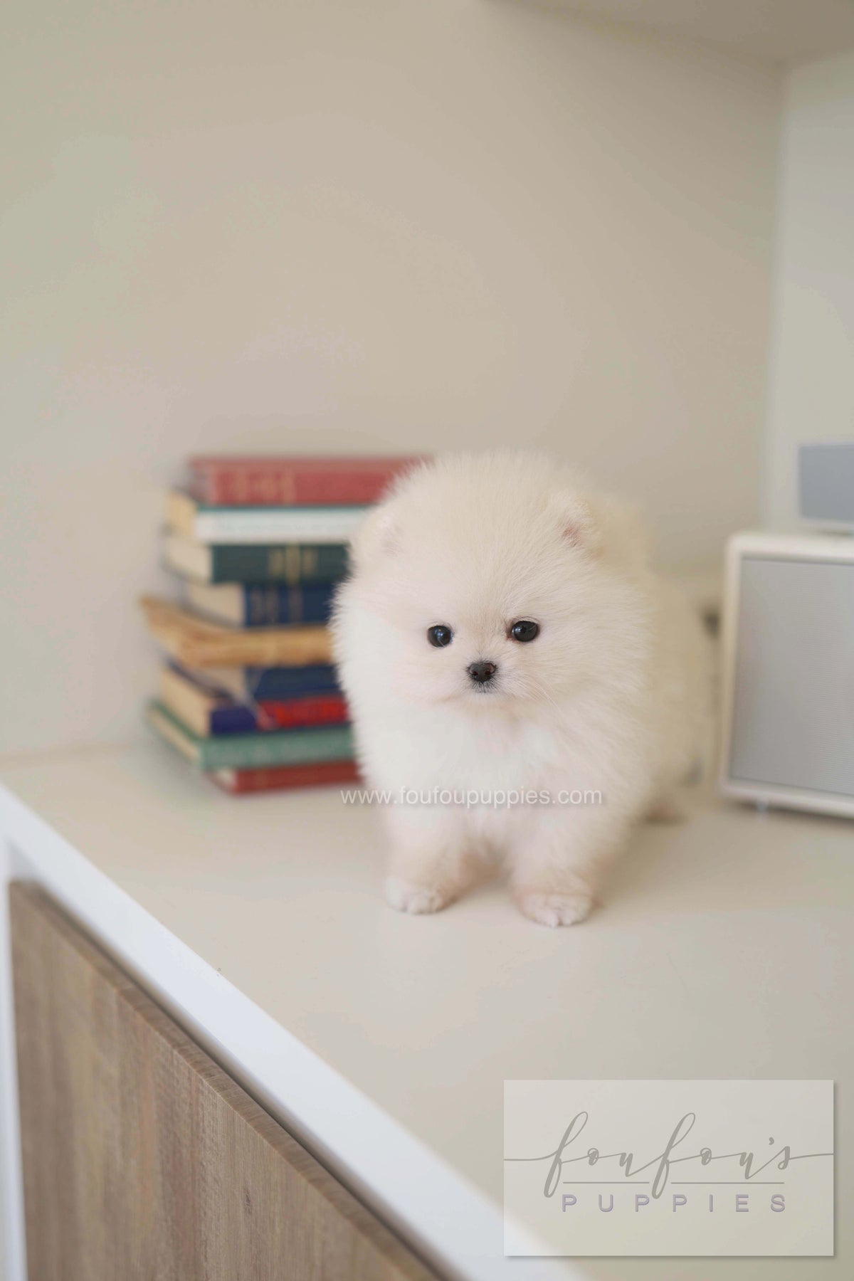 BeBe - Pomeranian F.