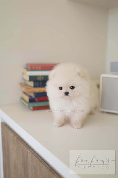 BeBe - Pomeranian F.