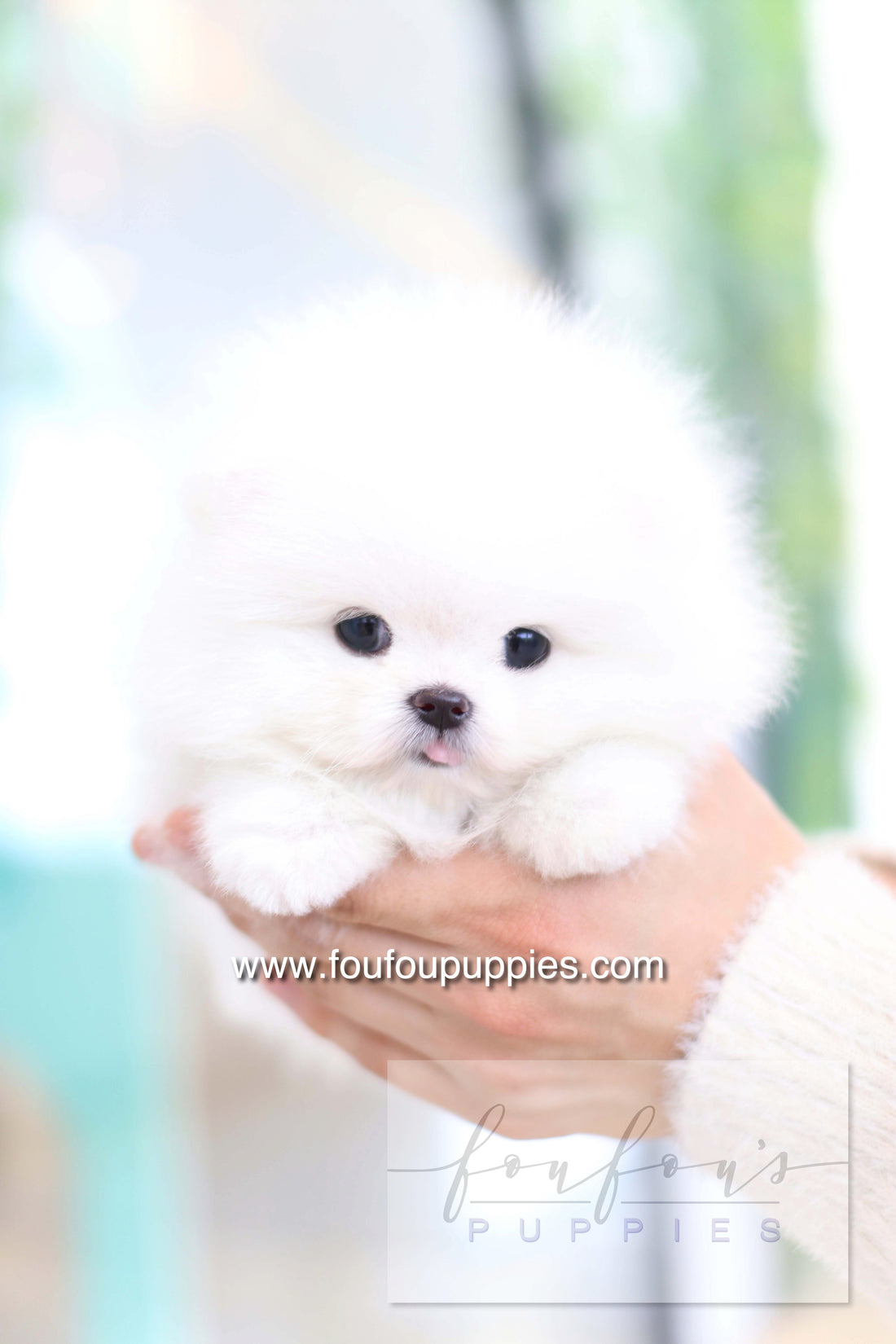 Dolce - Pomeranian F.