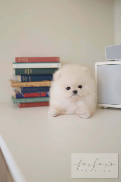 BeBe - Pomeranian F.