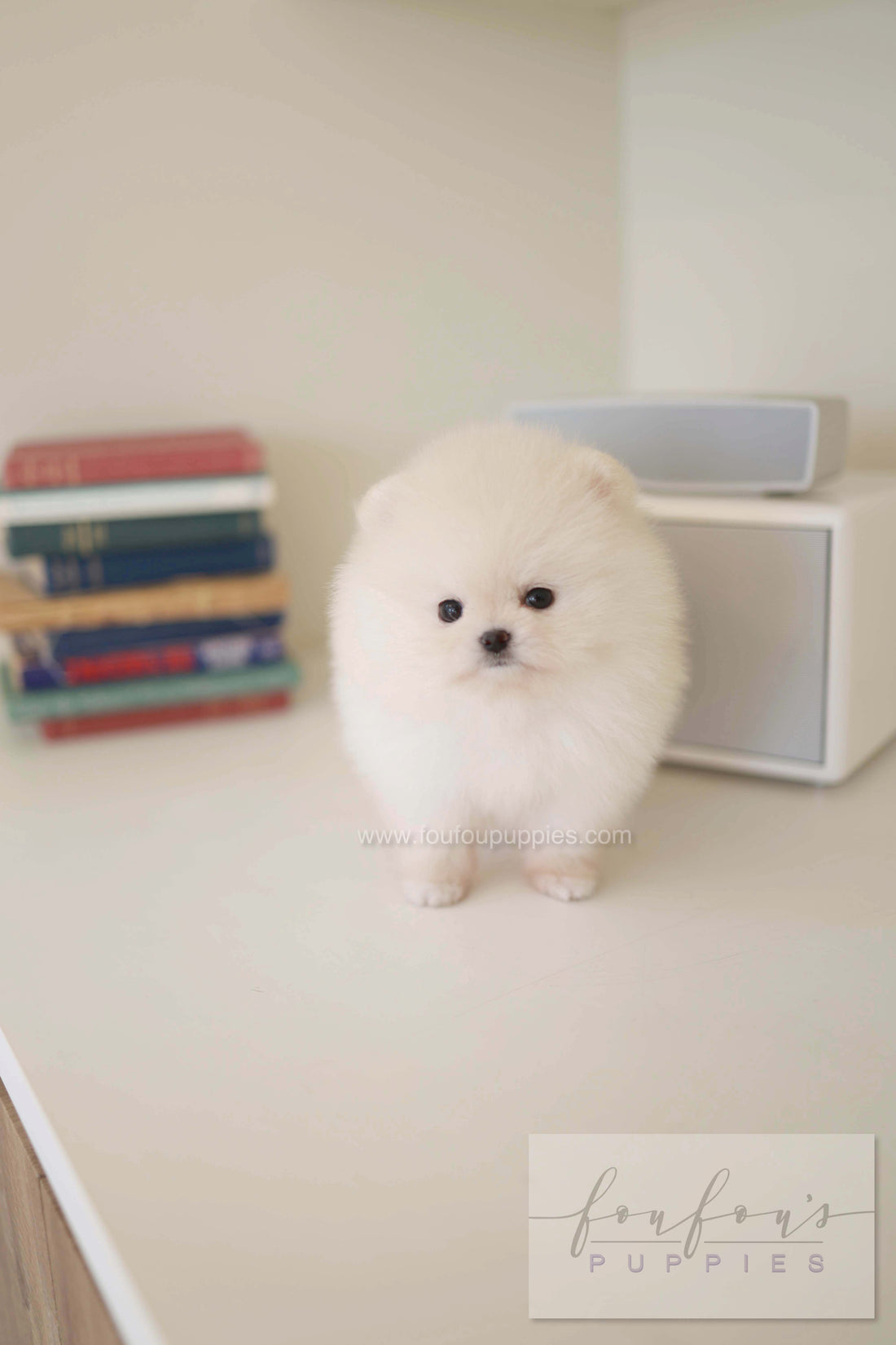 BeBe - Pomeranian F.