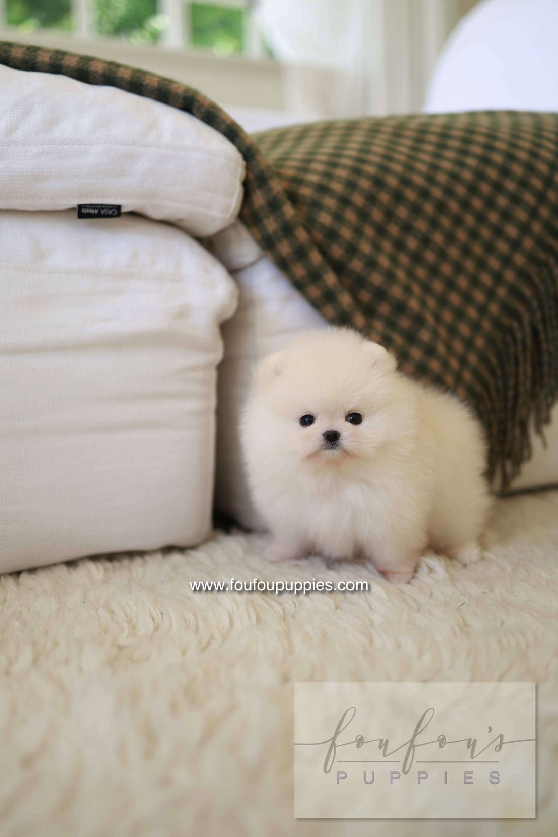 BeBe - Pomeranian F.