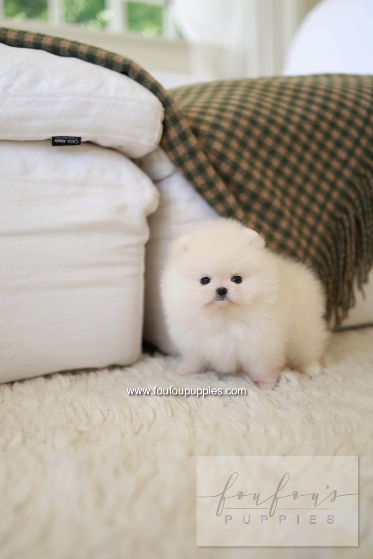 BeBe - Pomeranian F.