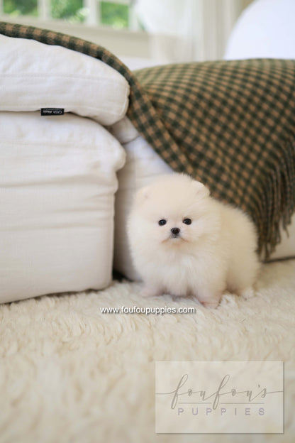 BeBe - Pomeranian F.