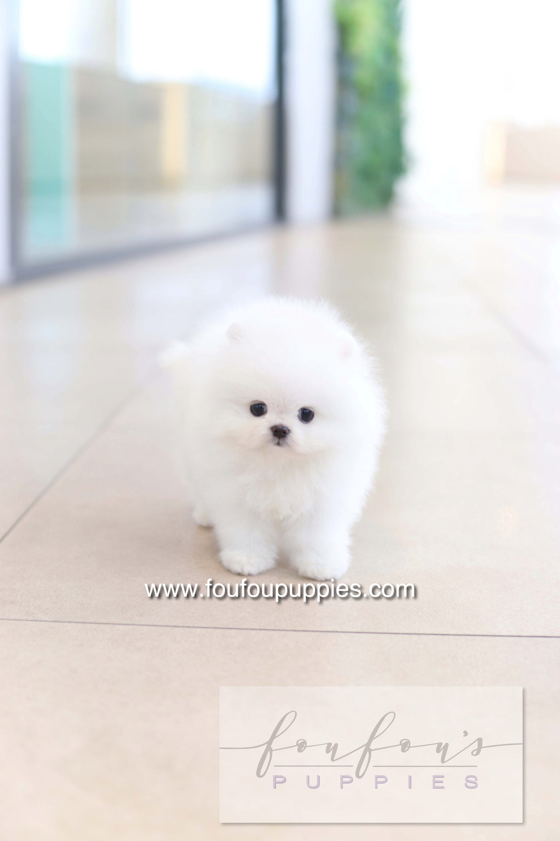 Dolce - Pomeranian F.