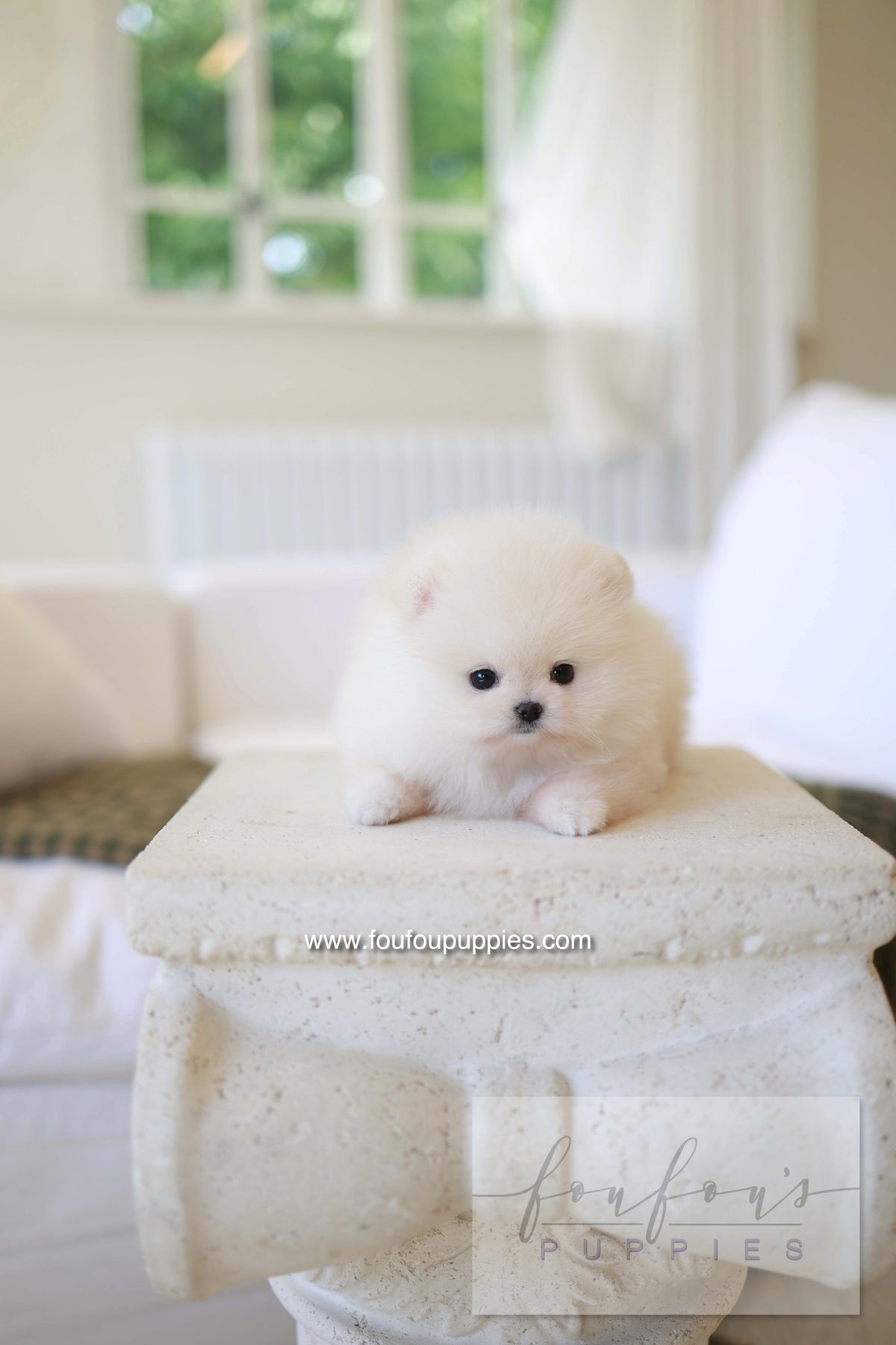 BeBe - Pomeranian F.