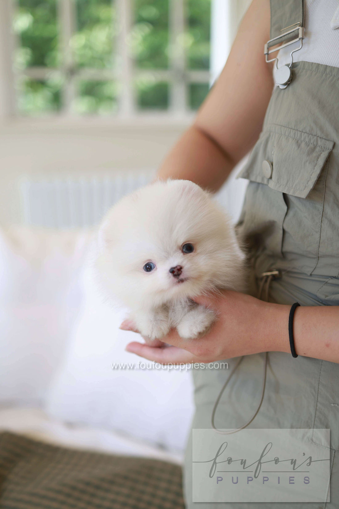 Kiki - Pomeranian F.