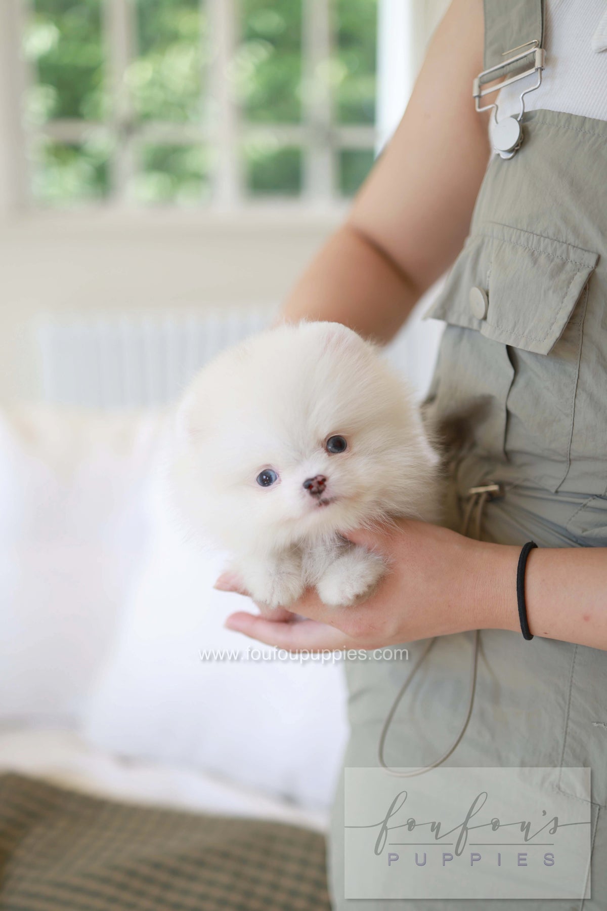 Kiki - Pomeranian F.