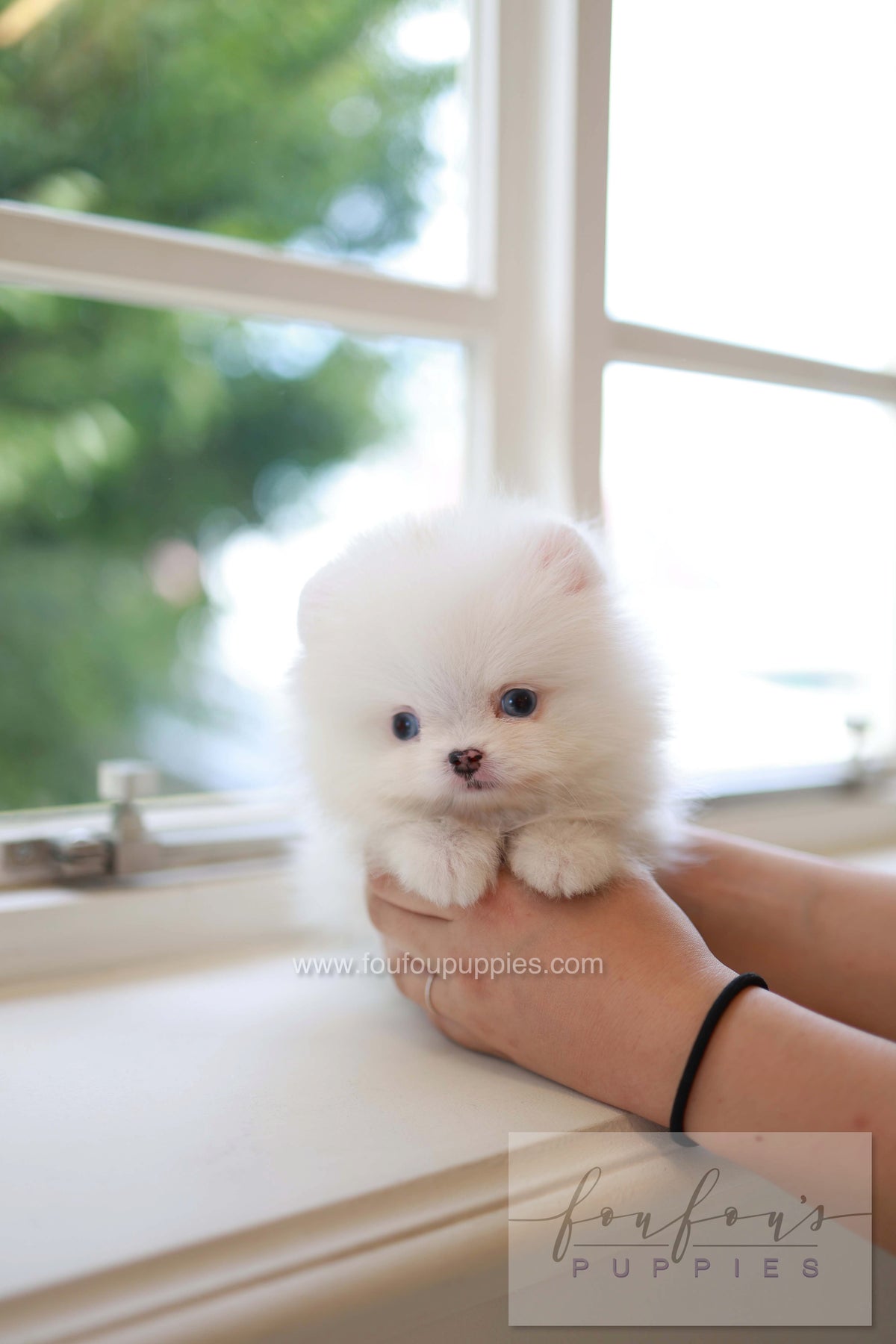 Kiki - Pomeranian F.
