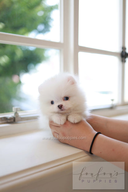 Kiki - Pomeranian F.