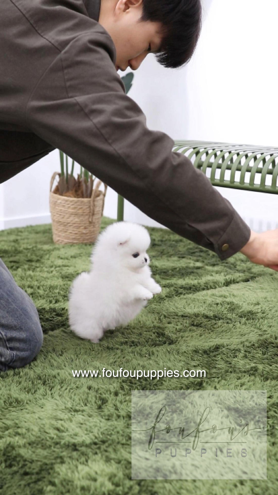 Milk - Pomeranian M.