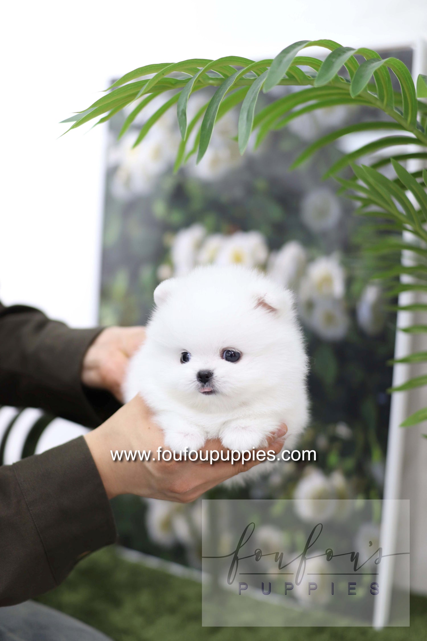 Milk - Pomeranian M.