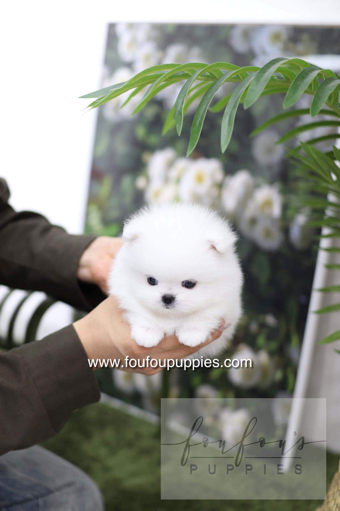 Milk - Pomeranian M.
